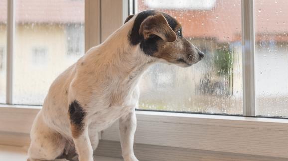 5 начина как да успокоите кучето си при гръмотевична буря