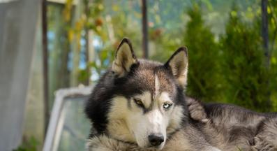 Сибирско хъски