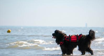 Нюфаундленд