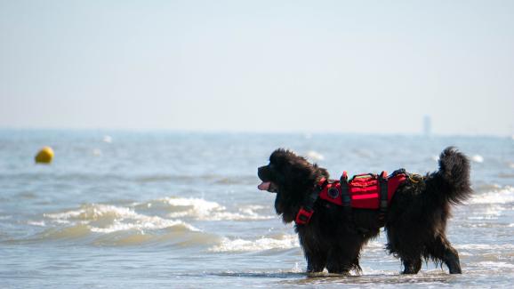Нюфаундлендите: Водните кучетата супергерои