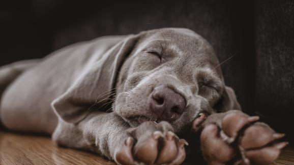 9 пози на сън при кучета и тяхното значение