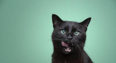 черна котка