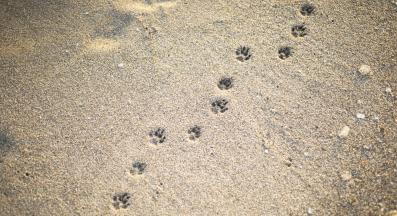 болна котка