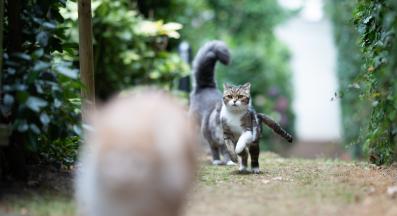 котка навън