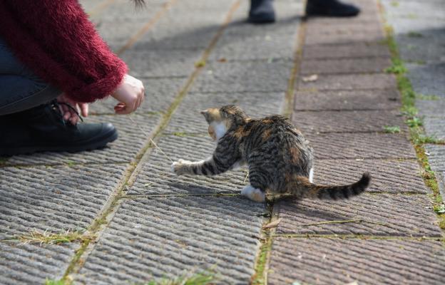 котка навън с непознати