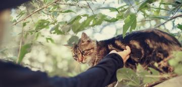 Защо котките следват непознати?