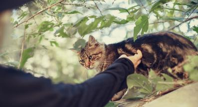 котка навън с непознати