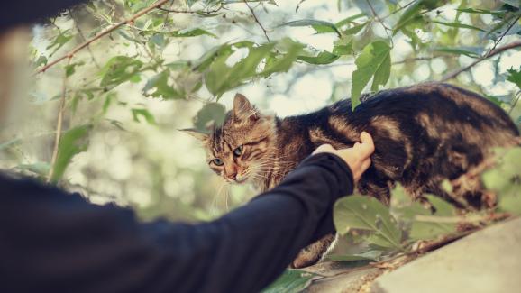 Защо котките следват непознати?