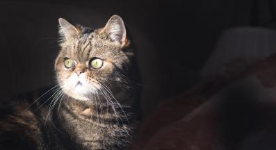 котка на тъмно