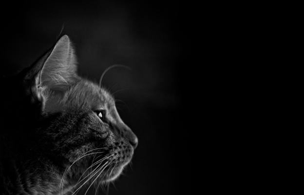 котка на тъмно