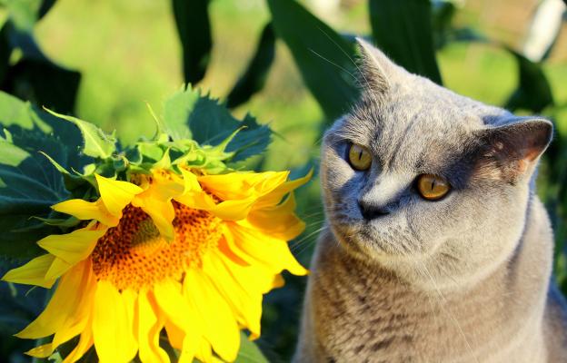 котка и слънчогледи