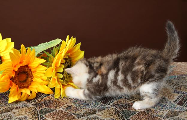 котка и слънчогледи