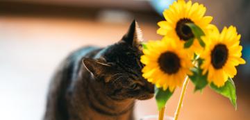 Токсични ли са слънчогледите за котките?