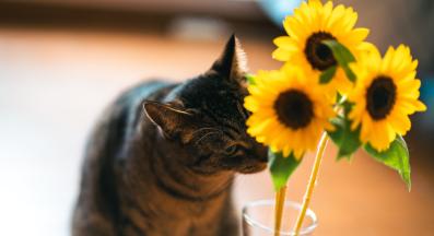 котка и слънчогледи