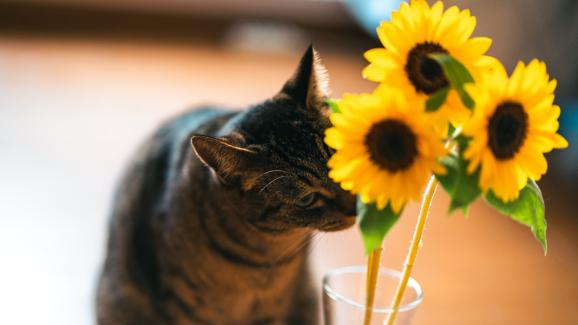 Токсични ли са слънчогледите за котките?