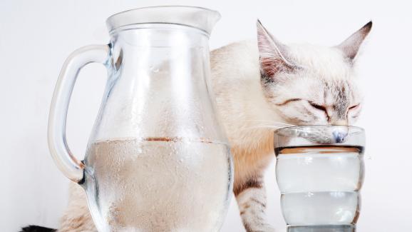 Котките обичат ли да пият студена вода