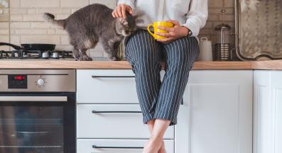 котка се храни