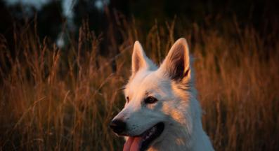 куче разходка тъмно