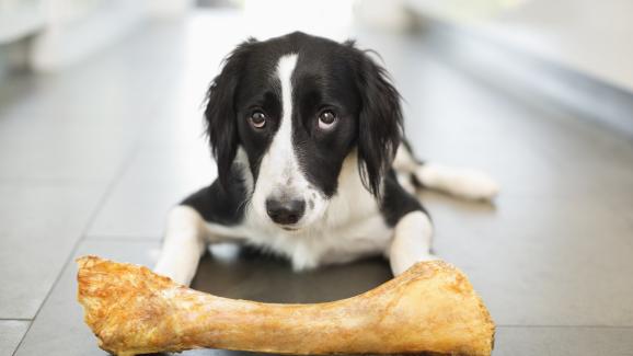 Могат ли кучетата да ядат пуешки кости