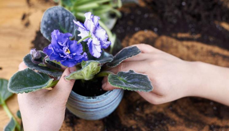агро - Агро Телеграф: Африканската виолетка се пресажда на 6 месеца
