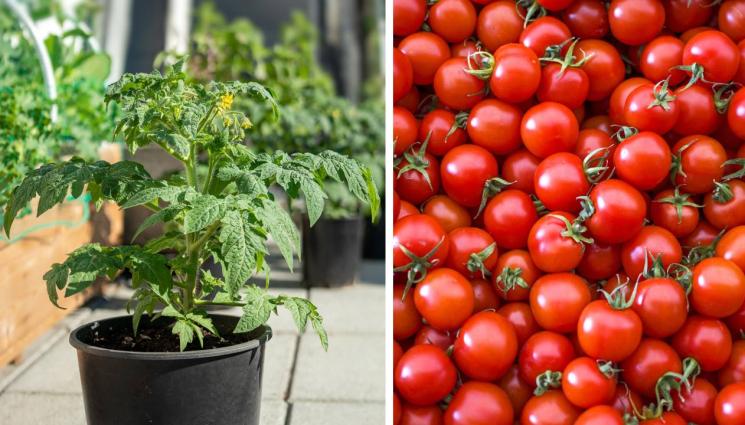 домати - Агро Телеграф: Доматът презимува като клонинг