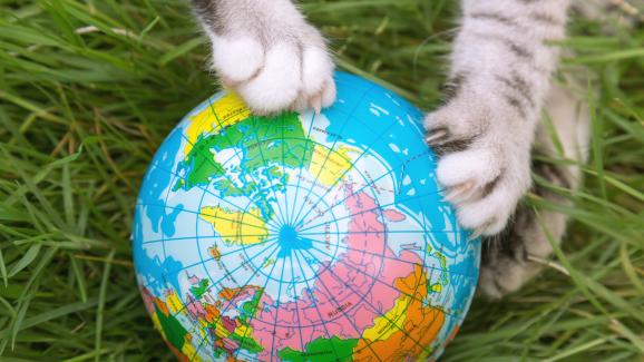 Знаем ли колко котки има в света?