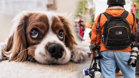 журналист куче