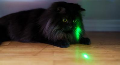 котешки очи в близък план