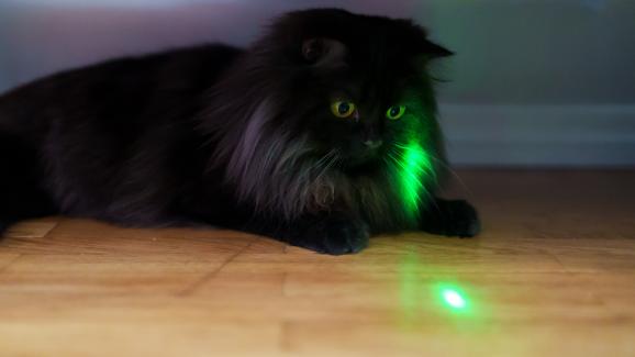 Има ли цветове, които котките харесват?