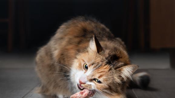 Могат ли котките да ядат кости?