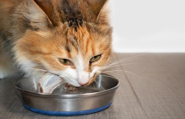 котка яде сурова храна
