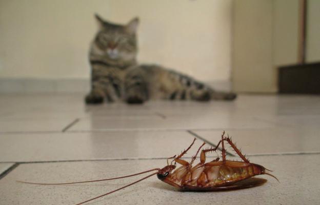 котка и хлебарка