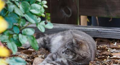 котка и хлебарка