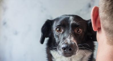 куче човек тъжен