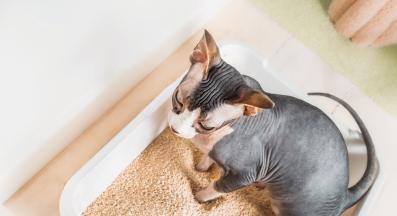 котка използва тоалетна