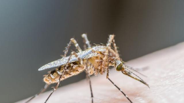 Глобалното затопляне прави някои насекоми устойчиви през есента