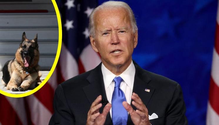 Джо Байдън - КУДЖО РЯПА ДА ЯДЕ: Изгониха агресивния пес на Байдън от Белия дом след масови нападения