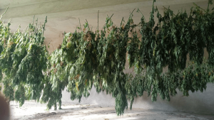 марихуана престъпна група Стара Загора