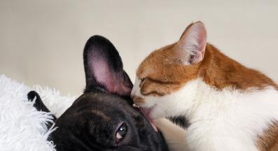 котка и куче