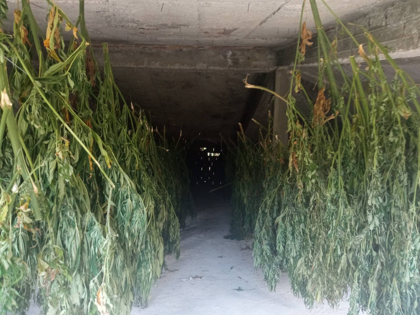 марихуана стара загора