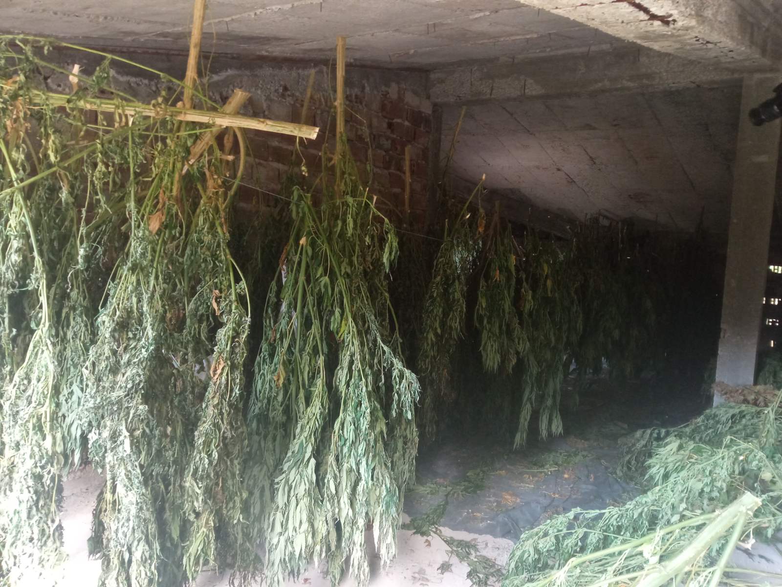 марихуана стара загора