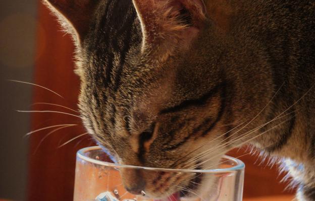котка пие вода от чаша