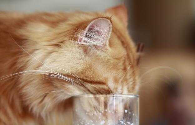 котка пие вода от чаша