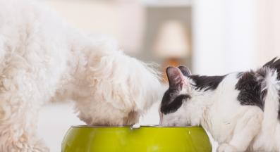 котка се храни