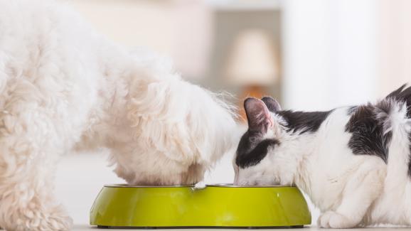 Могат ли котките да ядат кучешки лакомства