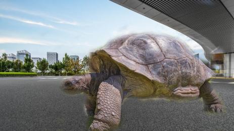 костенурка