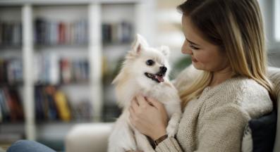 куче груминг