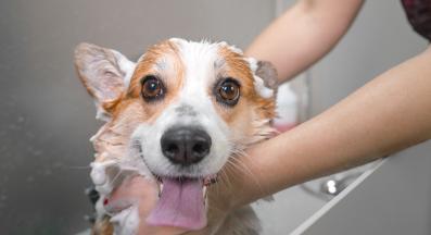 куче груминг