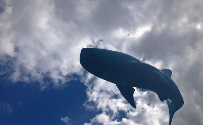 Гърбати китове създават спирала на Фибоначи (ВИДЕО)