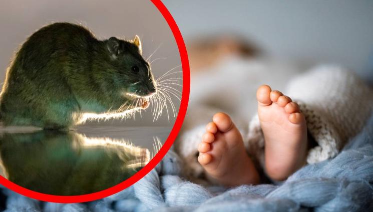 бебе - УЖАСЯВАЩА НАХОДКА! Откриха бебе, наядено от плъхове!